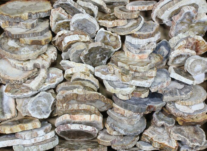 Lot - to Petrified Wood Slices - Pieces #83294